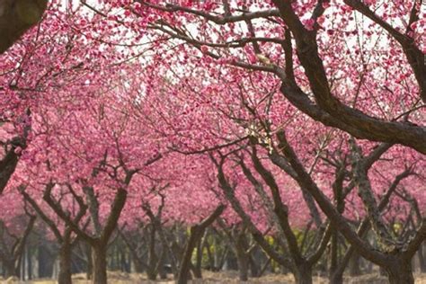 桃樹 風水|桃樹助桃花運？真相是